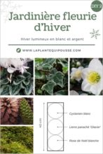 Jardinière fleurie d hiver et festive DIY La plante qui pousse