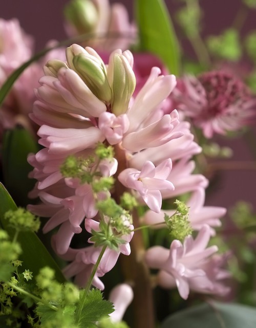 Jacinthe (Hyacinthus), bulbe à la fleur très parfumée : fleur