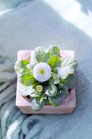 Trio de plantes et fleurs immergées, Herbariums en bouteille, Idée cadeau  Saint Valentin -  France