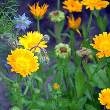 9 fleurs comestibles du jardin pour des recettes colorées