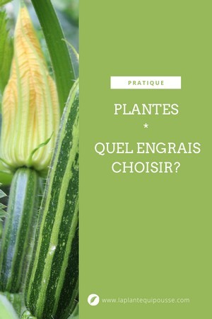 Quel engrais pour plantes vertes ? Le Guide Complet