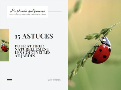 15 astuces efficaces pour attirer les coccinelles au jardin