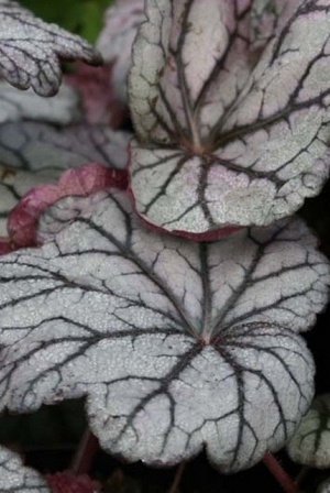 Les plus belle plantes grises: Heuchera Sugar Plum