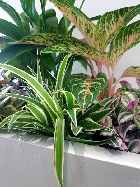 Jungle intérieure contemporaine (idée à reproduire avec 7 plantes vertes)