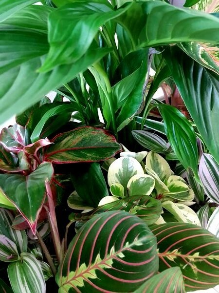 Jungle intérieure contemporaine (idée à reproduire avec 7 plantes vertes)